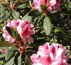 Rhododendron Eleanor Roosevelt Rhododendron Plants Eleanor Roosevelt