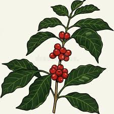 Image result for Coffea sp. A