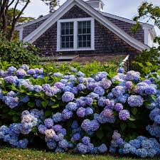 Image result for Hydrangea