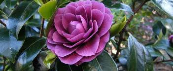Pin By Robin S Flower Blog On Camellia In 2020 Camellia Flower Dragon Garden Camellia
