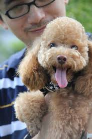 可憐的狗，都不知道自己主人多自私。