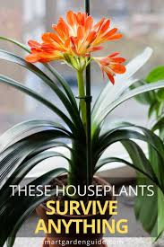 Top picks from plant experts. 25 Hard To Kill Houseplants That Will Thrive In Your Home Smart Garden Guide Indoor Flowering Plants Easy Care Indoor Plants Best Indoor Plants