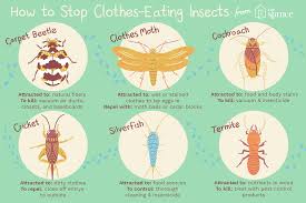 get rid of the bugs eating your clothes