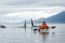 Where you can witness wildlife, such as whales, eagles, and black bears. Whale Watching Auf Vancouver Island Kajaken Mit Orcas