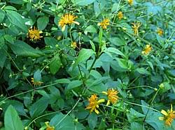Image result for Bidens ruyigiensis