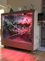 Fantastique Gratuit Reptiles Room Strategies En Novembre Notre Fille A Envoye Un Courriel En 2020 Dragon D Eau Chinois Pogona Enclos Pour Reptiles