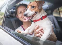 We did not find results for: Covid 19 And Pets Should I Go To The Vet Or Wait What S The Protocol Petmd
