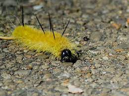 Possibly disappointing to hear, american dagger moth caterpillars are difficult to find. Pin On Garden Butterflies And Bees
