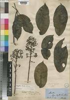 Image result for Astropanax barteri