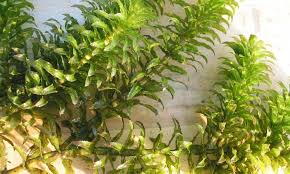 Image result for Hydrilla