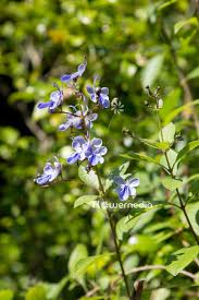 Image result for Rotheca