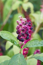 Image result for Phytolaccaceae