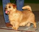 Norfolk Terrier Dog Breed Information and Pictures