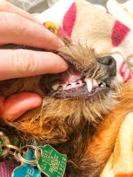 You can order directly through darwin's natural pet products on their website and have your products sent right to your door. Review Darwin S Natural Pet Products Raw Dog Food Journey Dog Training