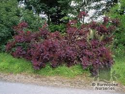 Cotinus Grace From Burncoose Nurseries