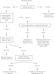 Specific Forms Of Anemia Section 3 Anemia