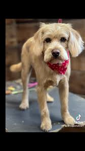 Snowy River GroomingFacebook