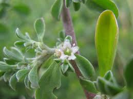 Image result for Aizoon schellenbergii