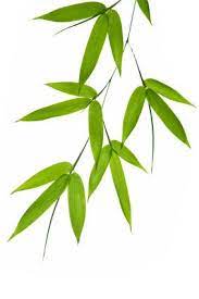 Playing Bamboo Leaves Bamboo Art Bamboo Leaves Leaf Drawing