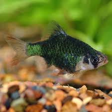 Fw Green Tiger Barb