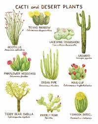 A cactus is one of the easiest plants to grow in a pot indoors or outdoors. Miniatures Secret To Planting Cactus And Not Get Poked Facebook