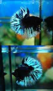 Super Black Sky Moon B007 Sky Moon Sky Fish Pet