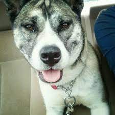 To learn more about this beautiful pup, call the breeder today! My Siberian Husky English Bulldog Mix Haven T Found A Single Breeded Dog Mix Like Hers Husky Mix Dog Mixes Pug Mix