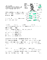 Dna and replication answer key displaying top 8 worksheets found for this concept. Dna Structure Worksheet Answer Key