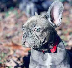 Picture of my brindle french bulldog. French Bulldog Colors Explained Ethical Frenchie