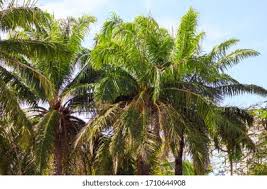 Sundarbans was designated a ramsar site on may 21, 1992. Images Photos Et Images Vectorielles De Stock De The National Tree Of The Republic Of Maldives Is The Dhivehi Ruh Coconut Palm The Main Occupation Of The Islanders Is Cultivating Coconut And