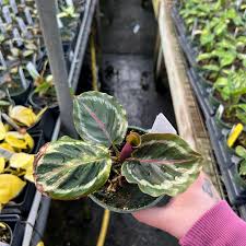 Image result for calathea