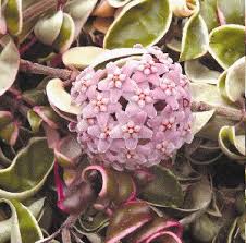 Pin On Garden Beauty