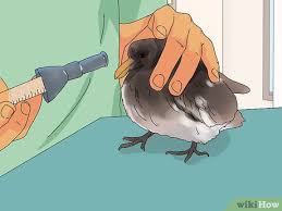 Jumpa lagi kita di saluran website sebagai media sharing yang selalu konsisten memberikan tips dan informasi yg bermanfaat, nah di kesempatan kali ini kami akan berbagi tips mengenal jenis makanan burung. 3 Cara Untuk Merawat Anak Merpati Wikihow