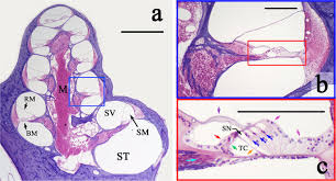 Cross section of a human bone. Micrographs Of A Sectioned Guinea Pig Cochlea A Cross Section Of A Download Scientific Diagram