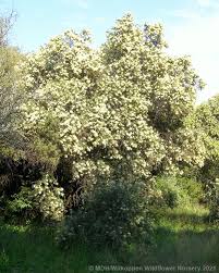 Image result for Buddleja saligna