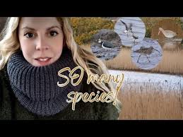 Blustery Birdwatch at Ryan's Field Cornwall