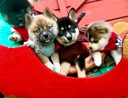Maybe you would like to learn more about one of these? North Florida Pomskies Home Facebook