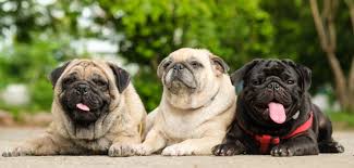 Ein mops wird zwischen 12 und 15 jahre alt. Mops