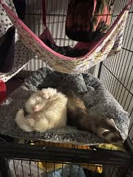 Still don't have names!!! : r/ferrets