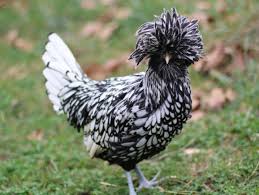 Buff laced polish chicken eggs. Silver Laced Polish The Chick Hatchery