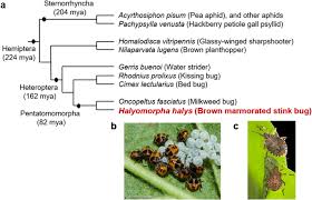 Initially pale green, becoming yellow with visible red eye spots close to hatch; Brown Marmorated Stink Bug Halyomorpha Halys Stal Genome Putative Underpinnings Of Polyphagy Insecticide Resistance Potential And Biology Of A Top Worldwide Pest Bmc Genomics Full Text