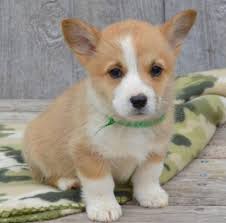 Pomsky, corgi, and border collie puppies make great pets. Corgi Puppies For Sale Hampton Va Corgi Adorable Corgi Puppies For Sale Near Me Facebook