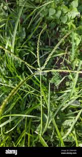Image result for Panicum pectinellum