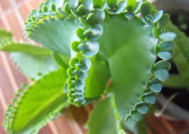 Mother Of Thousands Plant Lets Kalanchoe Daigremontiana Plants Mother Of Thousands Plant Mexican Hat Plant