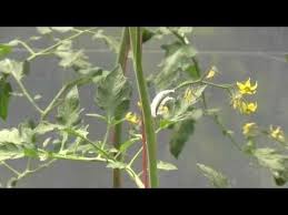 The above applies to outdoor tomatoes, for those grown in a greenhouse or polytunnel stop at 7 or 8 trusses (if you have the height) for southern gardens and 4 or 5 for areas with a shorter season. Tomato Truss Reinforcers Youtube
