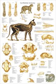 Encouraged me to contribute to this volume. Cat Anatomy Charts And Posters