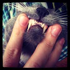 Tiny Cat Teeth Tiny Cats Cute Cats Crazy Cats