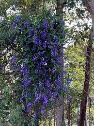 Image result for Hardenbergia comptoniana