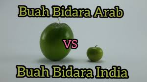 Daun buah bidara yang masih muda dapat dimakan dengan cara diolah menjadi sayur. Bisa Dimakan Review Rasa Dan Ukuran Buah Bidara Arab Dan India Youtube