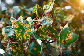 Image result for puklice na pokojových rostlinách obrázek